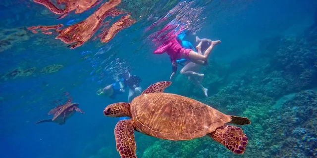 Maui Snorkeling Tour with Flotation Wetsuit - Image 6