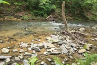 Pigeon Forge Smoky Bear Discovery Tour 3 hr thumbnail 4