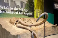 Los Angeles La Brea Tar Pits Museum Ticket thumbnail 6