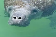 St. Petersburg Snorkeling & Shelling Tour 2.5 Hr thumbnail 4