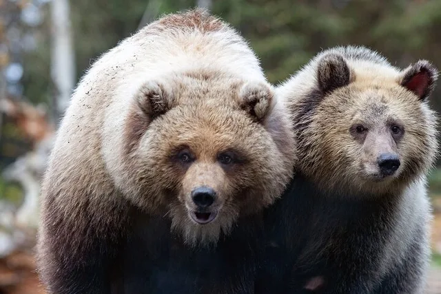 Seattle Zoo Admission - Image 3