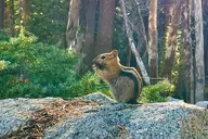 Yosemite May Lake Family Backpacking Trip 2 Days thumbnail 5