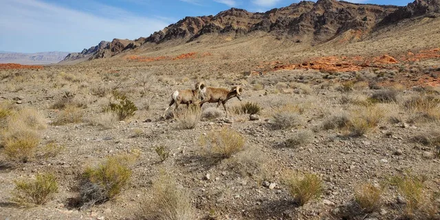Las Vegas Valley of Fire Small Group Tour - Image 4