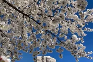 Washington DC Cherry Blossoms Tour with Retired Ranger thumbnail 5