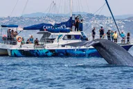 Dana Point Dolphin and Whale Watching with Underwater Viewing thumbnail 1