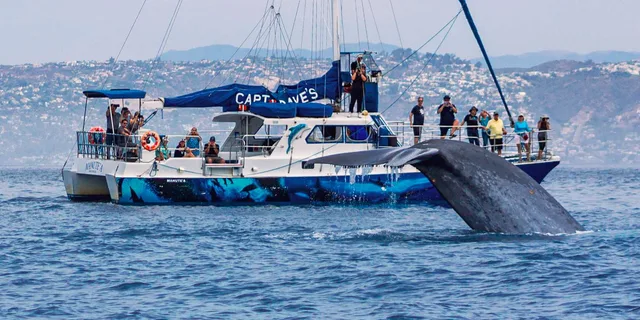 Dana Point Dolphin and Whale Watching with Underwater Viewing - Image 1