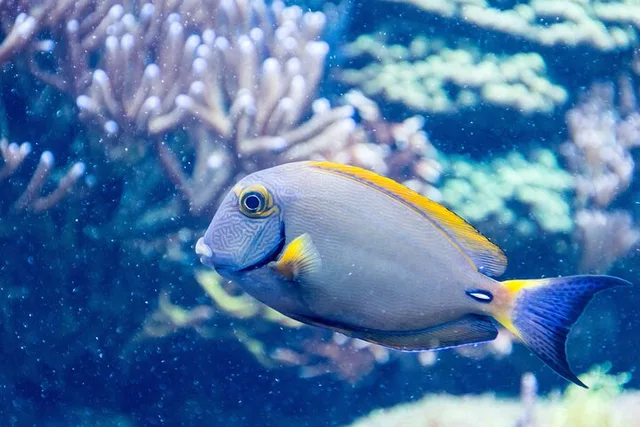 Grapevine Aquarium Admission - Image 6
