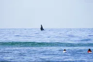 Maui Surf Lessons with Experienced Coaches 2 hr thumbnail 2
