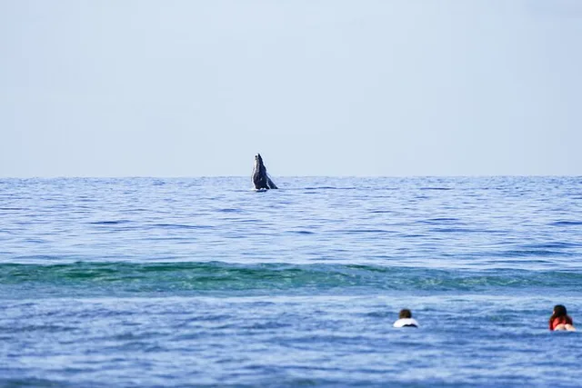 Maui Surf Lessons with Experienced Coaches 2 hr - Image 2