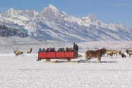 Jackson Hole National Elk Refuge Sleigh Ride thumbnail 1