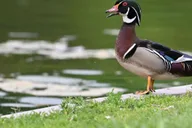 Washington DC Wildlife Photography Tour thumbnail 3