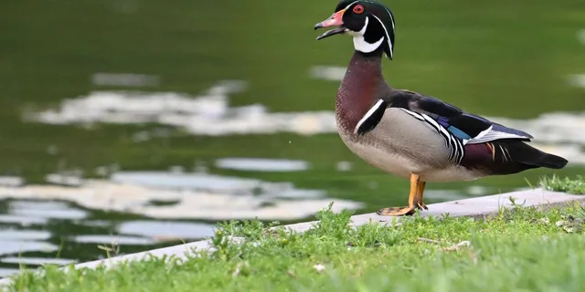 Washington DC Wildlife Photography Tour - Image 3
