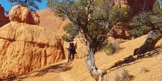 Las Vegas Zion and Bryce Canyon Day Tour