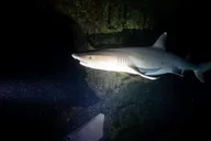 Oahu Night Dive Adventure thumbnail 5