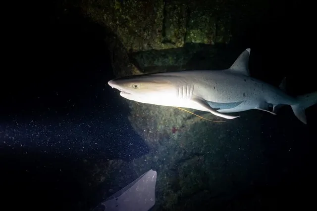 Oahu Night Dive Adventure - Image 5