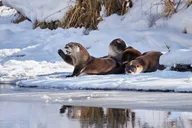 Yellowstone Wildlife Photo Safari thumbnail 6