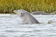 Savannah Dolphin Eco Tour thumbnail 1