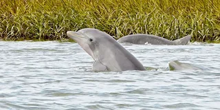 Savannah Port and Dolphin Eco Tour