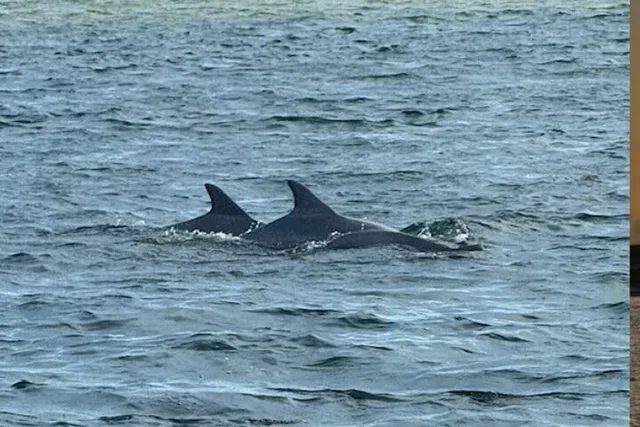 Destin Coastal Tour to Crab Island and Harbor - Image 3