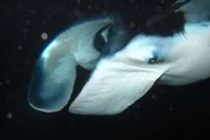 Kailua-Kona Manta Ray Night Snorkel Tour 1 hr thumbnail 3