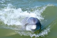 Hilton Head Dolphin Watching Boat Tour thumbnail 2