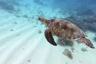 Honolulu Scuba Diving Experience thumbnail 2