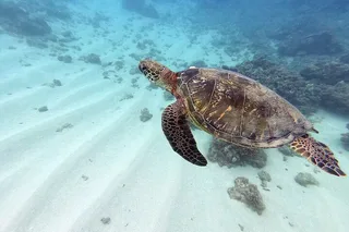 Hawaii Scuba Diving Experience for Non-Certified Divers