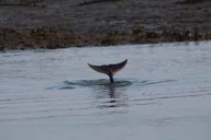 Folly Beach Private Boat Excursion thumbnail 6