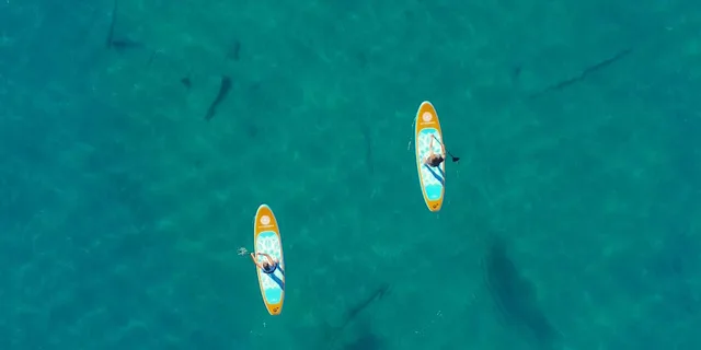 Willow Beach Paddle Board Rental - Image 5