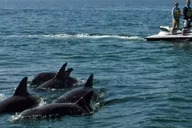 Destin Crab Island Dolphin Jet Ski Tour 2 hr thumbnail 6