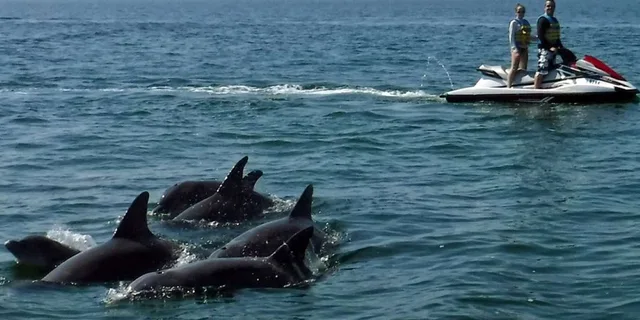 Destin Crab Island Dolphin Jet Ski Tour 2 hr - Image 6