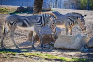 Phoenix Zoo Admission Ticket thumbnail 4