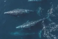 Monterey Whale Watching Tour thumbnail 4