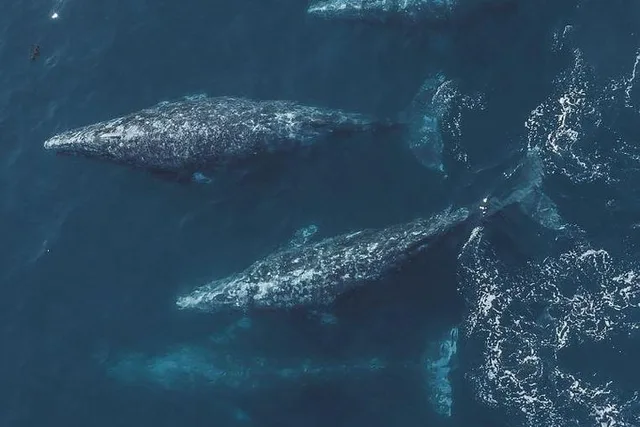 Monterey Whale Watching Tour - Image 4
