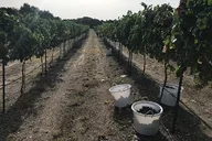 North Texas Wineries and Vineyards Tour thumbnail 5