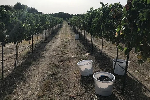 North Texas Wineries and Vineyards Tour - Image 5