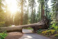 Sequoia Park Private Tour thumbnail 5
