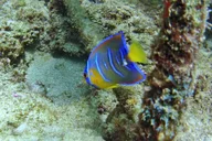 Fort Lauderdale Snorkel Experience thumbnail 6