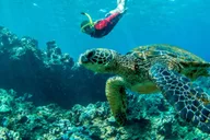 Maui Snorkel Tour from Ka'anapali Beach thumbnail 6