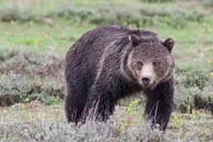 Jackson Hole Wildlife Safari thumbnail 4