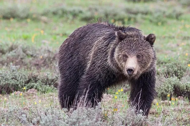 Jackson Hole Wildlife Safari - Image 4