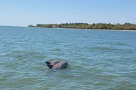Hilton Head Island Dolphin Boat Tour thumbnail 6