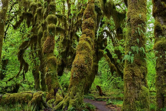 Olympic National Park Hoh Rain Forest and Rialto Beach Tour - Image 1