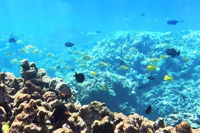 Maui Guided Snorkeling Tour for Beginners - Image 6