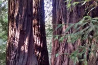 San Francisco Muir Woods, Sausalito, and Tiburon Day Trip thumbnail 2