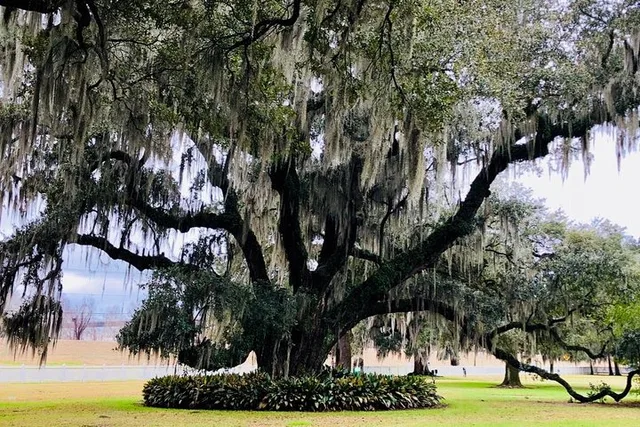 New Orleans City Tour with Evergreen Plantation - Image 3