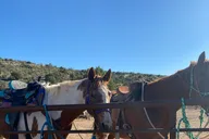 Las Vegas Grand Canyon Horseback Tour thumbnail 3