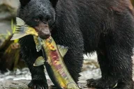 Ketchikan Sightseeing and Totem Parks Tour 2 hr thumbnail 6