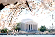 Washington DC Monuments and Cherry Blossom Tour thumbnail 2
