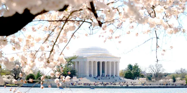 Washington DC Monuments and Cherry Blossom Tour - Image 2